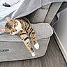 cat, tabby_cat, sofa, gray_blanket, relaxing, stretching, paws, furniture, indoor, home, living_room, remote_control, wooden_floor, cozy, sleepy, pet, animal, comfort, domestic, resting