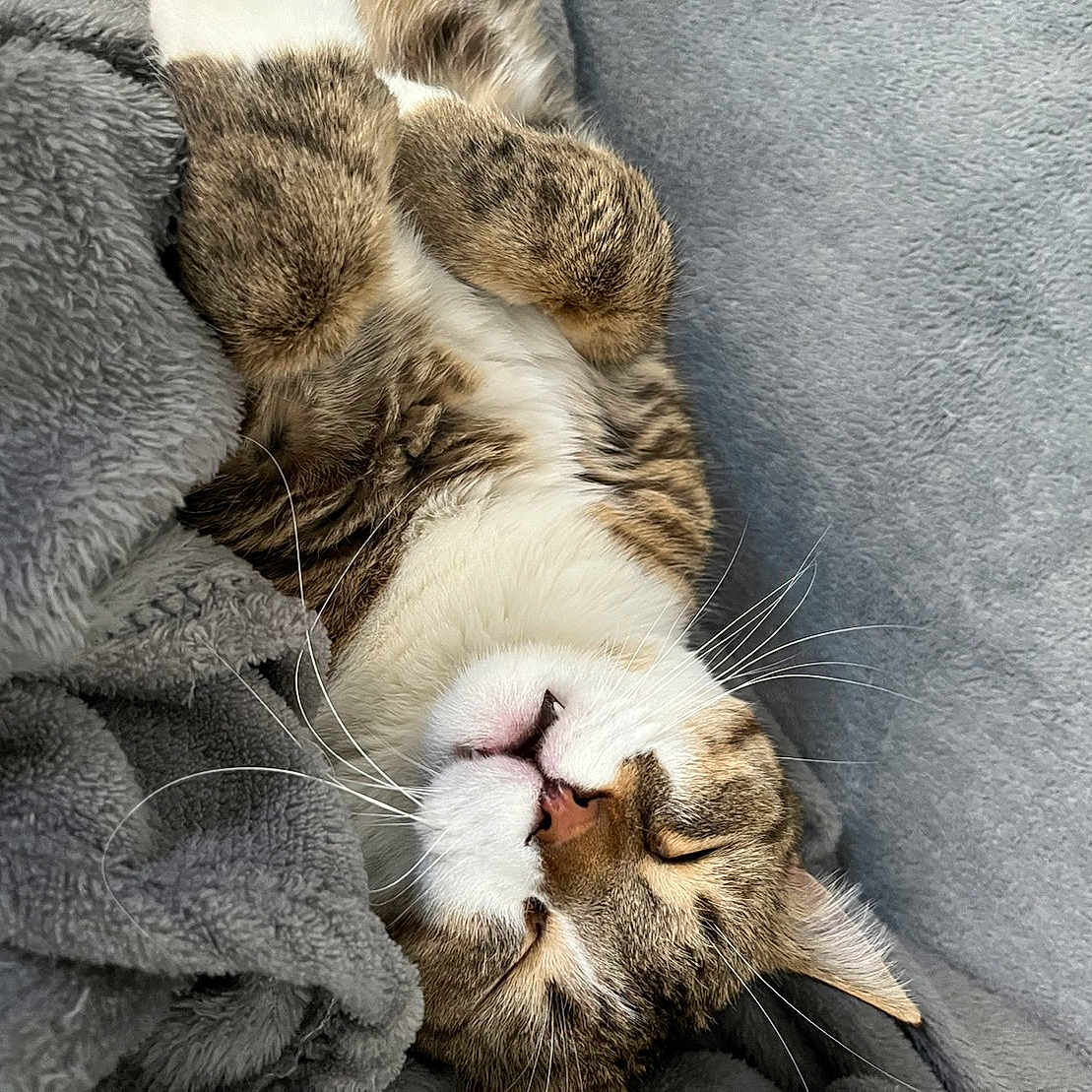 Simba