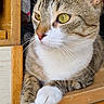 Simba a rejoint le concours — aidez-le/la à gagner de superbes lots ! cat, tabby_cat, close_up, yellow_eyes, whiskers, paws, wooden_surface, resting, curious, pet, animal, feline, indoor, fur, muzzle, portrait, looking_away, domestic_cat, cute, calm