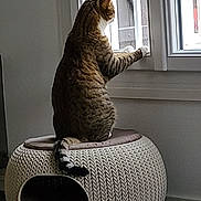 Simba a rejoint le concours — aidez-le/la à gagner de superbes lots ! cat, tabby, window, indoor, pet, knitted_cat_bed, curious, sitting, floor, home, daylight, animal, feline, resting, looking_out, cozy, furniture, domestic, quiet, side_view