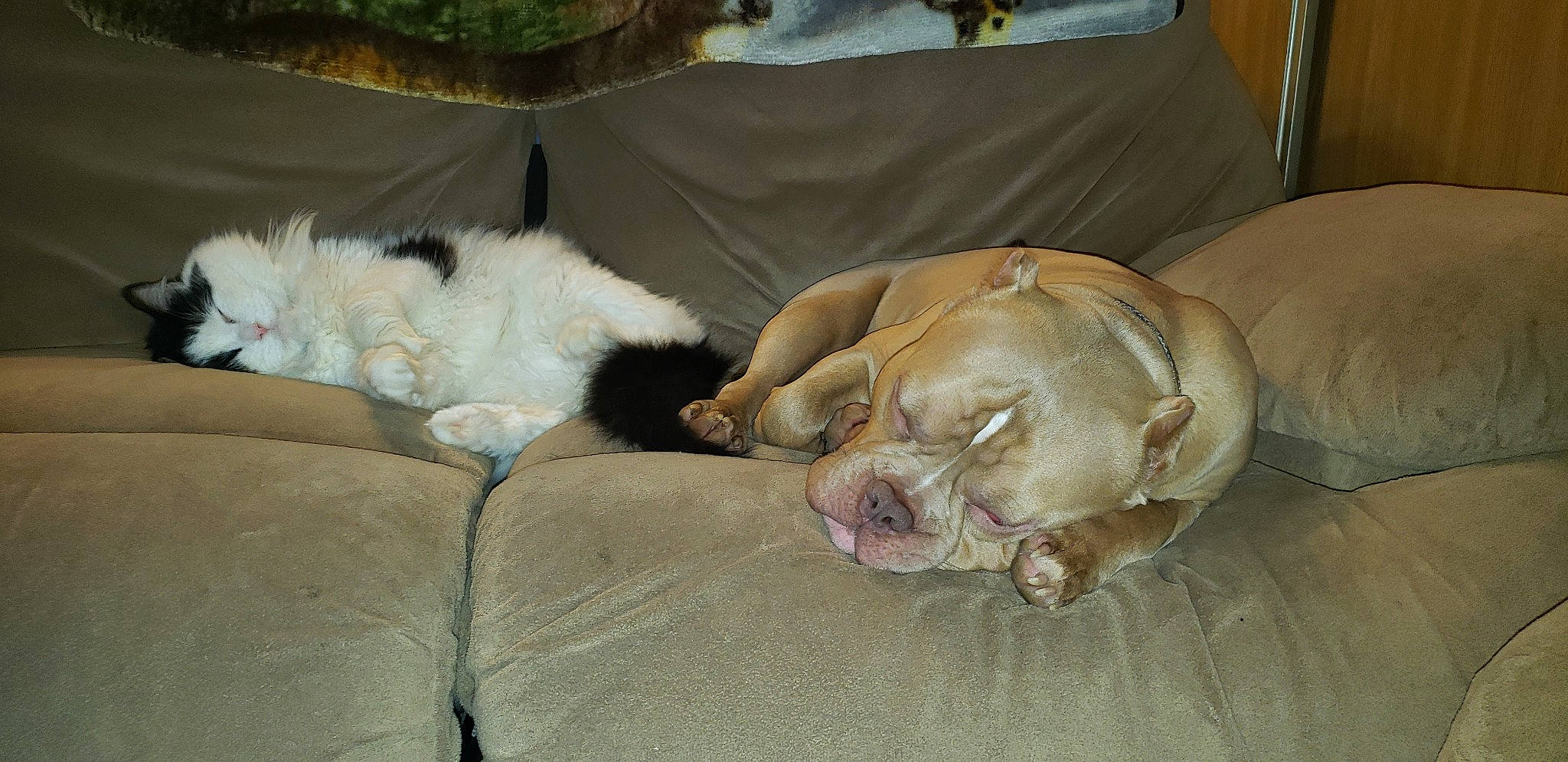 Capone joined the competition — help win amazing prizes! basset_hound, canidae, carnivore, comfort, companion_dog, couch, dog, dog_breed, dog_supply, fawn, fur, liver, mammal, nap, snout, sporting_group, terrestrial_animal, vertebrate, whiskers, working_animal