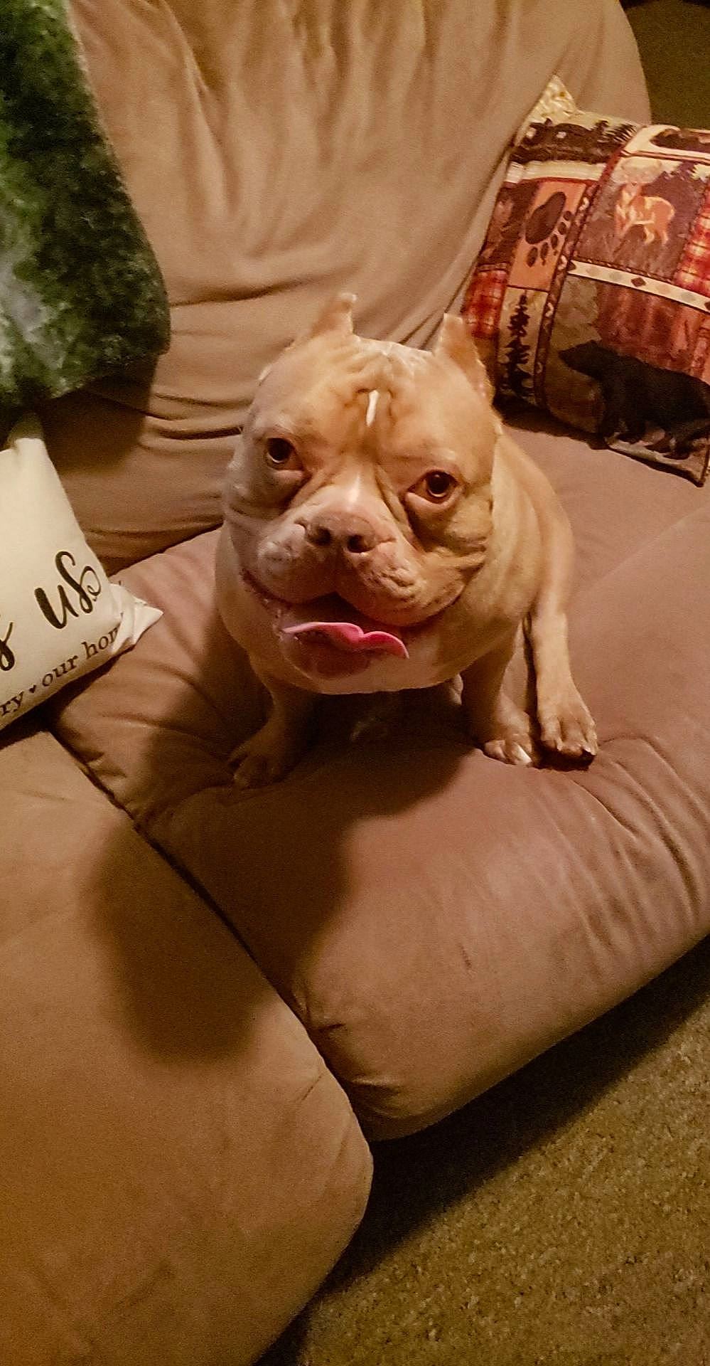 Capone is registered to the contest to win money with this photo: art, bulldog, canidae, carnivore, comfort, companion_dog, dog, dog_breed, fawn, felidae, fur, houseplant, linens, snout, sporting_group, terrestrial_animal, toy_dog, whiskers, working_animal, wrinkle