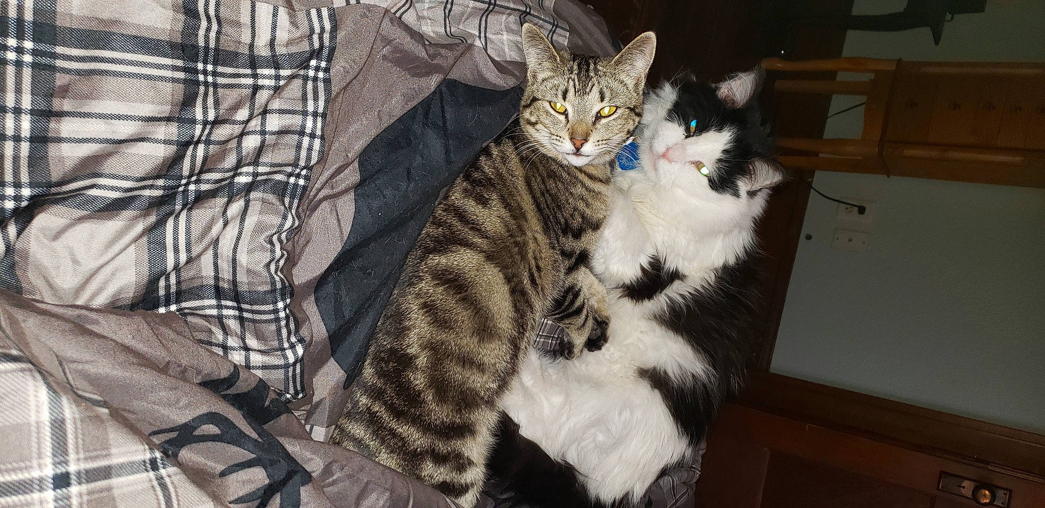 Moxxi joined the competition — help win amazing prizes! carnivore, cat, claw, comfort, domestic_short_haired_cat, dress_shirt, felidae, formal_wear, fur, grey, pattern, paw, plaid, sitting, sleeve, small_to_medium_sized_cats, snout, tail, tartan, whiskers