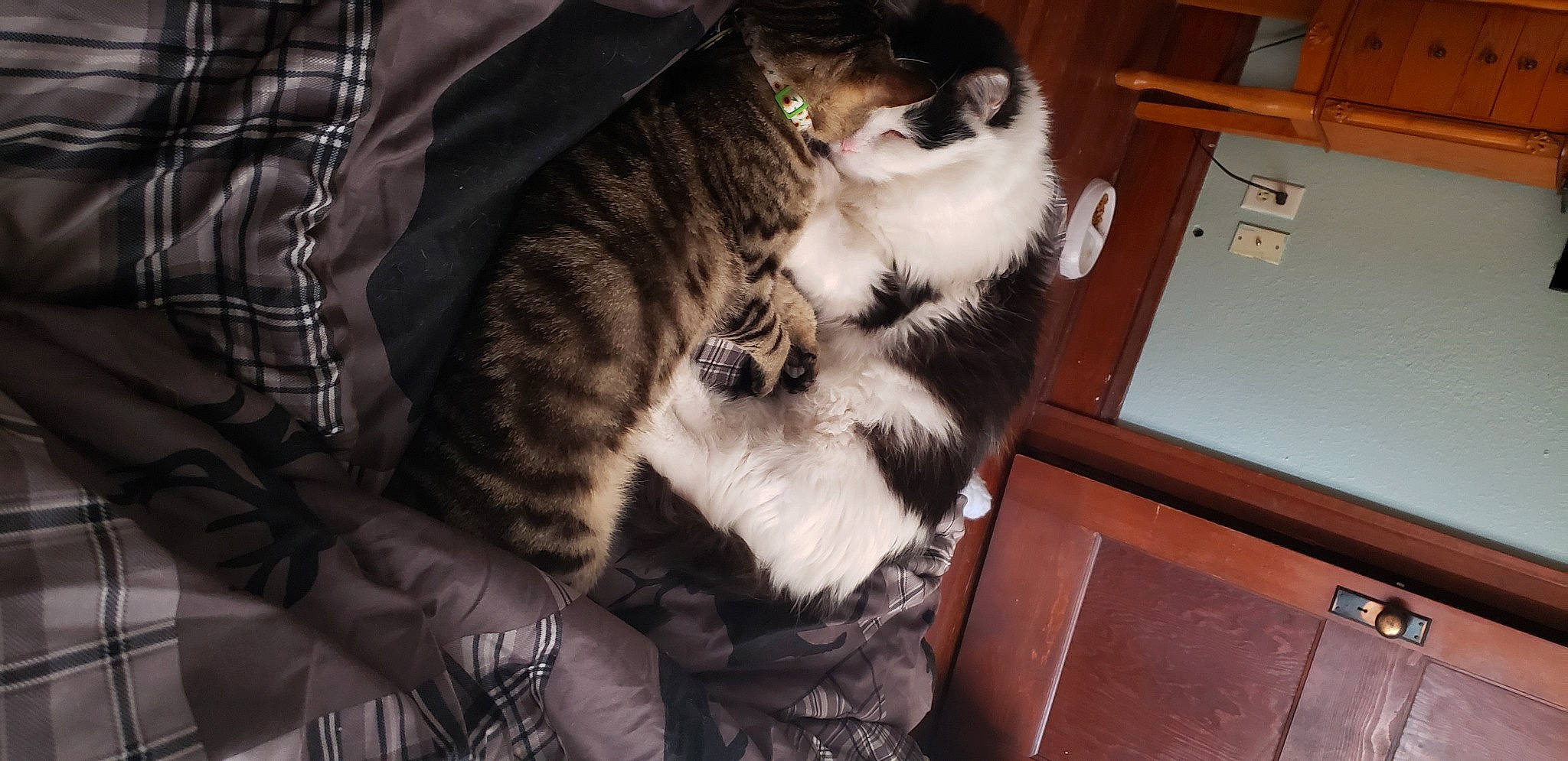 Moxxi is registered to the contest to win money with this photo: box, carnivore, cat, claw, comfort, domestic_short_haired_cat, event, felidae, fur, hardwood, lap, paw, small_to_medium_sized_cats, snout, tail, terrestrial_animal, whiskers, wood