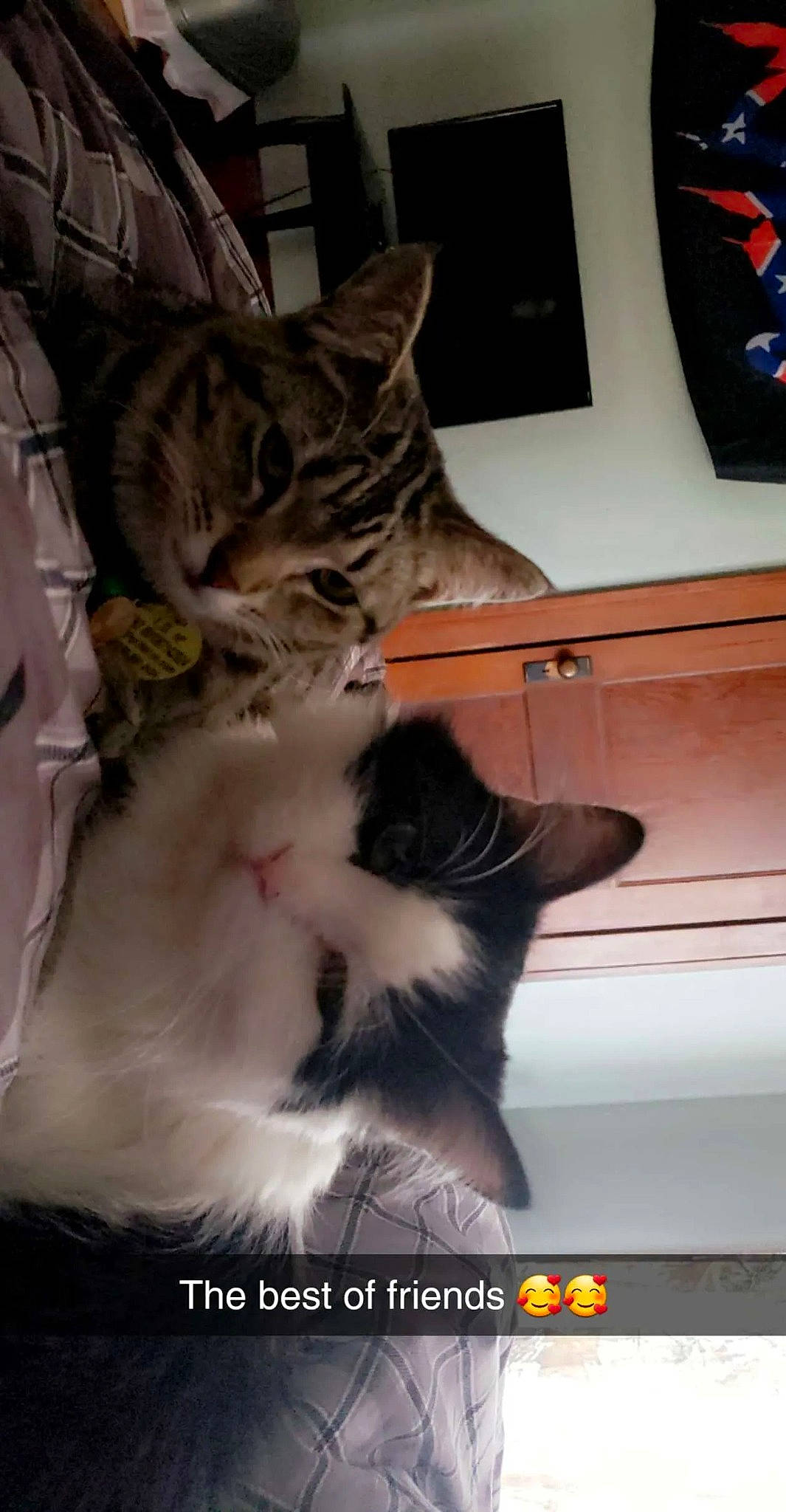 Moxxi joined the competition — help win amazing prizes! carnivore, cat, cat_supply, claw, comfort, domestic_short_haired_cat, felidae, fur, paw, photo_caption, small_to_medium_sized_cats, tail, whiskers, window