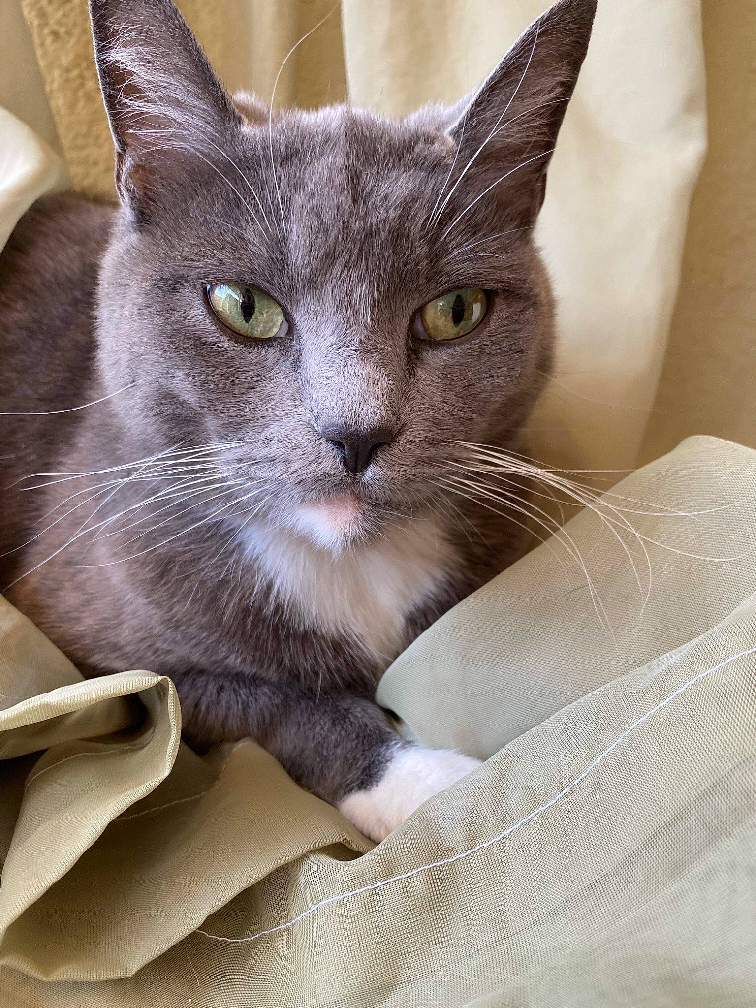 Tosha joined the competition — help win amazing prizes! carnivore, cat, comfort, domestic_short_haired_cat, felidae, fur, grey, small_to_medium_sized_cats, snout, whiskers