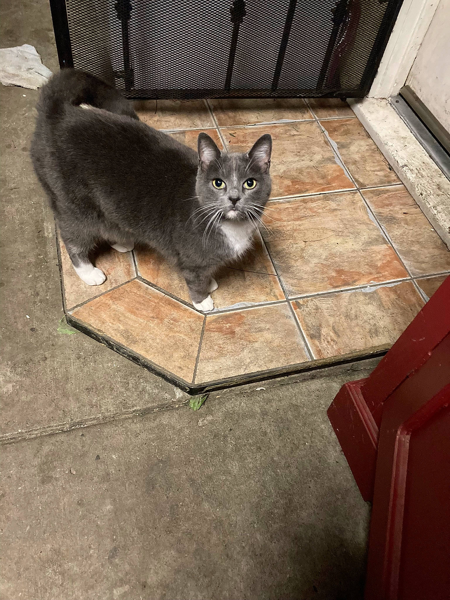 Tosha joined the competition — help win amazing prizes! asphalt, carnivore, cat, domestic_short_haired_cat, fawn, felidae, floor, flooring, fur, grey, hardwood, rectangle, road_surface, sitting, small_to_medium_sized_cats, snout, tail, terrestrial_animal, whiskers, wood