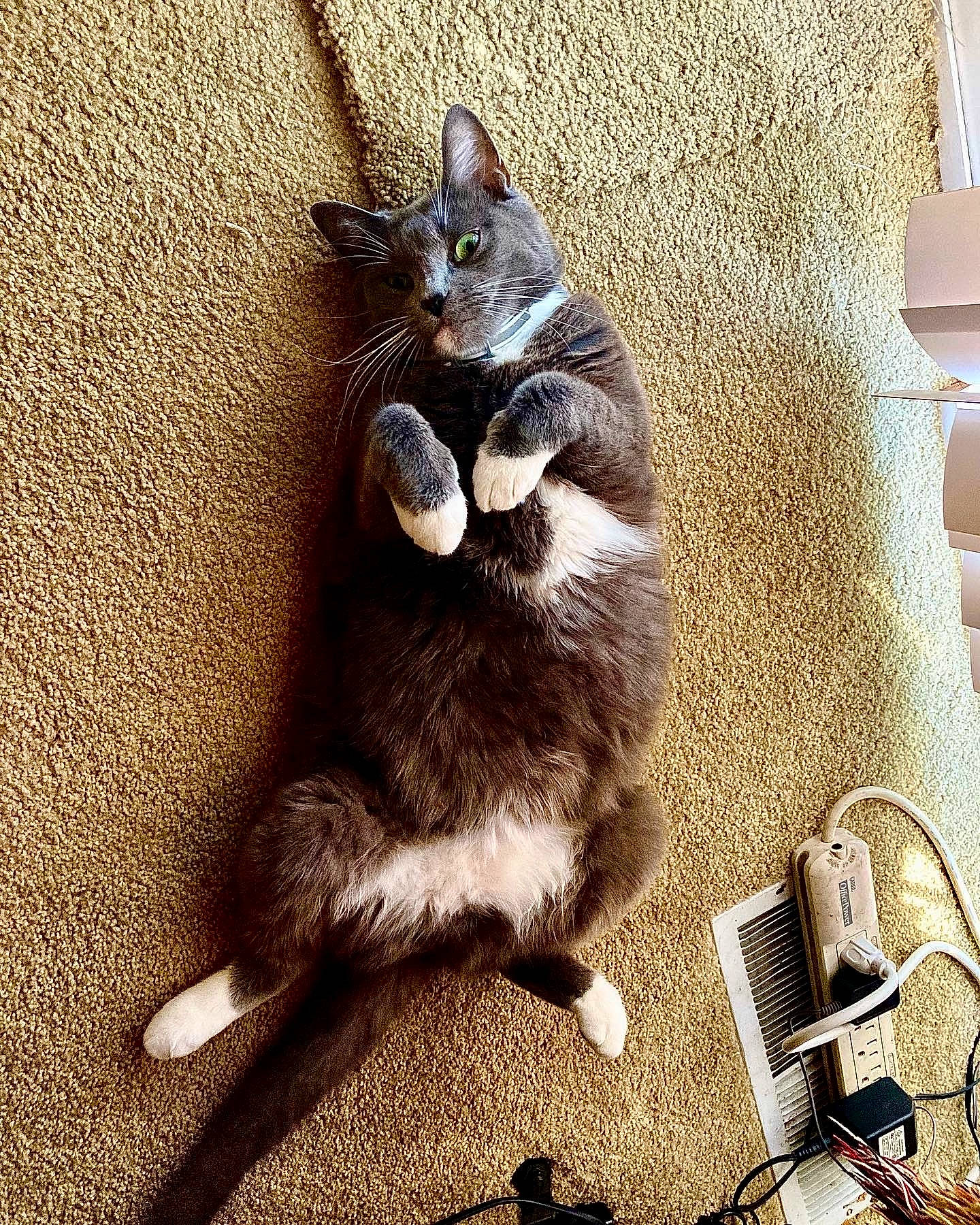 Tosha joined the competition — help win amazing prizes! carnivore, cat, claw, domestic_short_haired_cat, felidae, flooring, fur, metal, paw, shadow, sitting, small_to_medium_sized_cats, snout, tail, terrestrial_animal, whiskers, wood