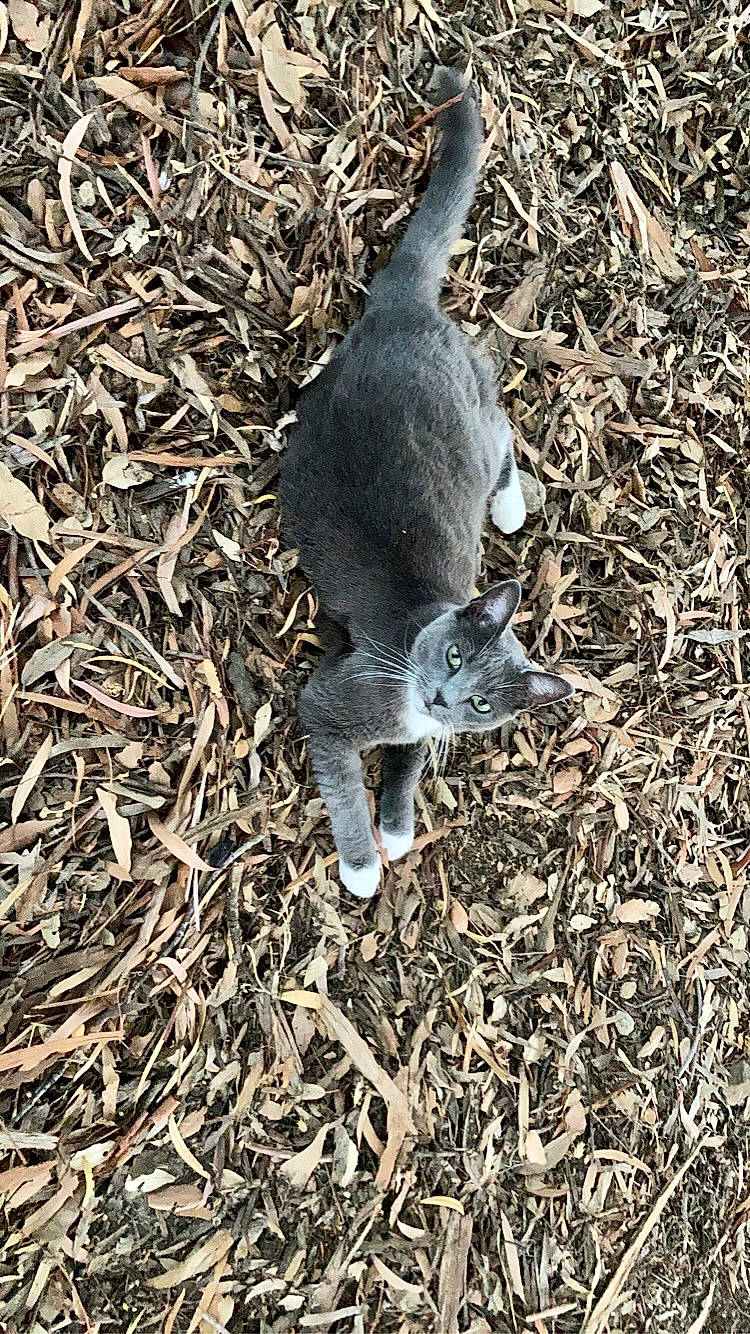 Tosha is registered to the contest to win money with this photo: beak, carnivore, fur, grass, marsupial, soil, tail, terrestrial_animal, twig, wildlife, wood