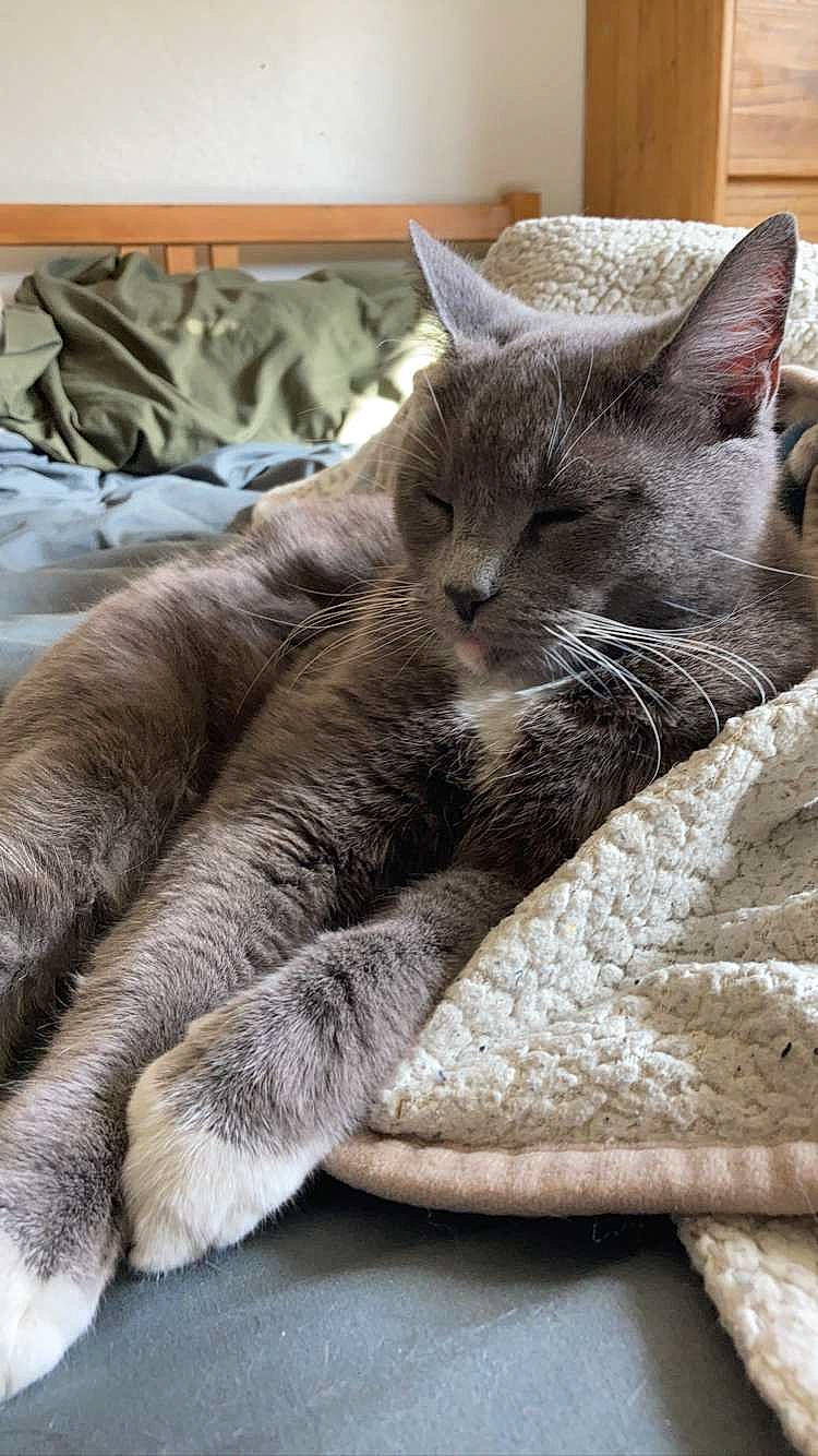 Tosha joined the competition — help win amazing prizes! carnivore, cat, chartreux, claw, comfort, domestic_short_haired_cat, felidae, fur, grey, linens, nap, paw, sleep, small_to_medium_sized_cats, snout, tail, textile, whiskers