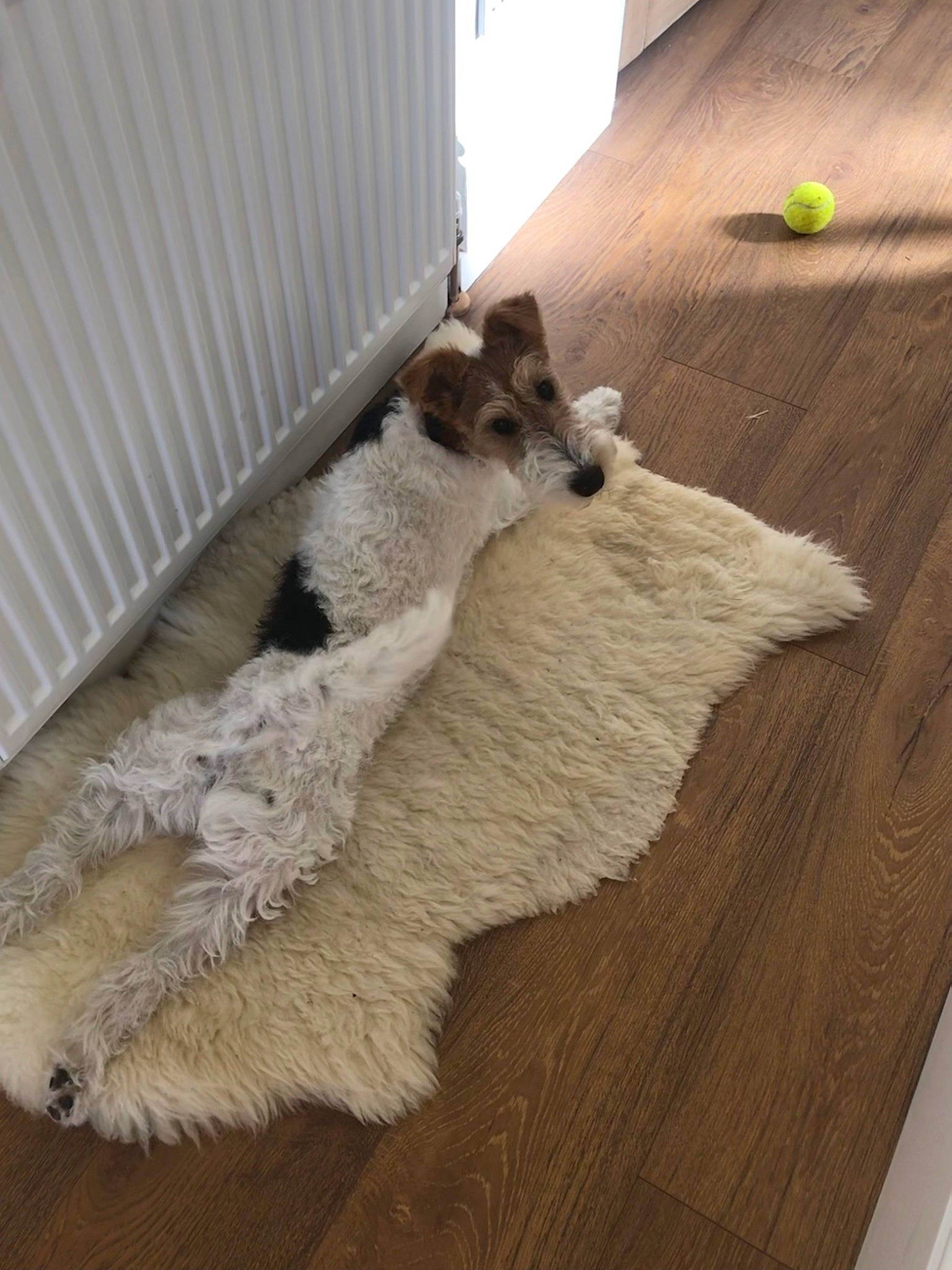 Daisy Belle joined the competition — help win amazing prizes! canidae, carnivore, comfort, companion_dog, dog, dog_breed, fawn, felidae, flooring, grey, hardwood, laminate_flooring, small_to_medium_sized_cats, snout, sporting_group, tail, whiskers, wood, wood_flooring, wood_stain