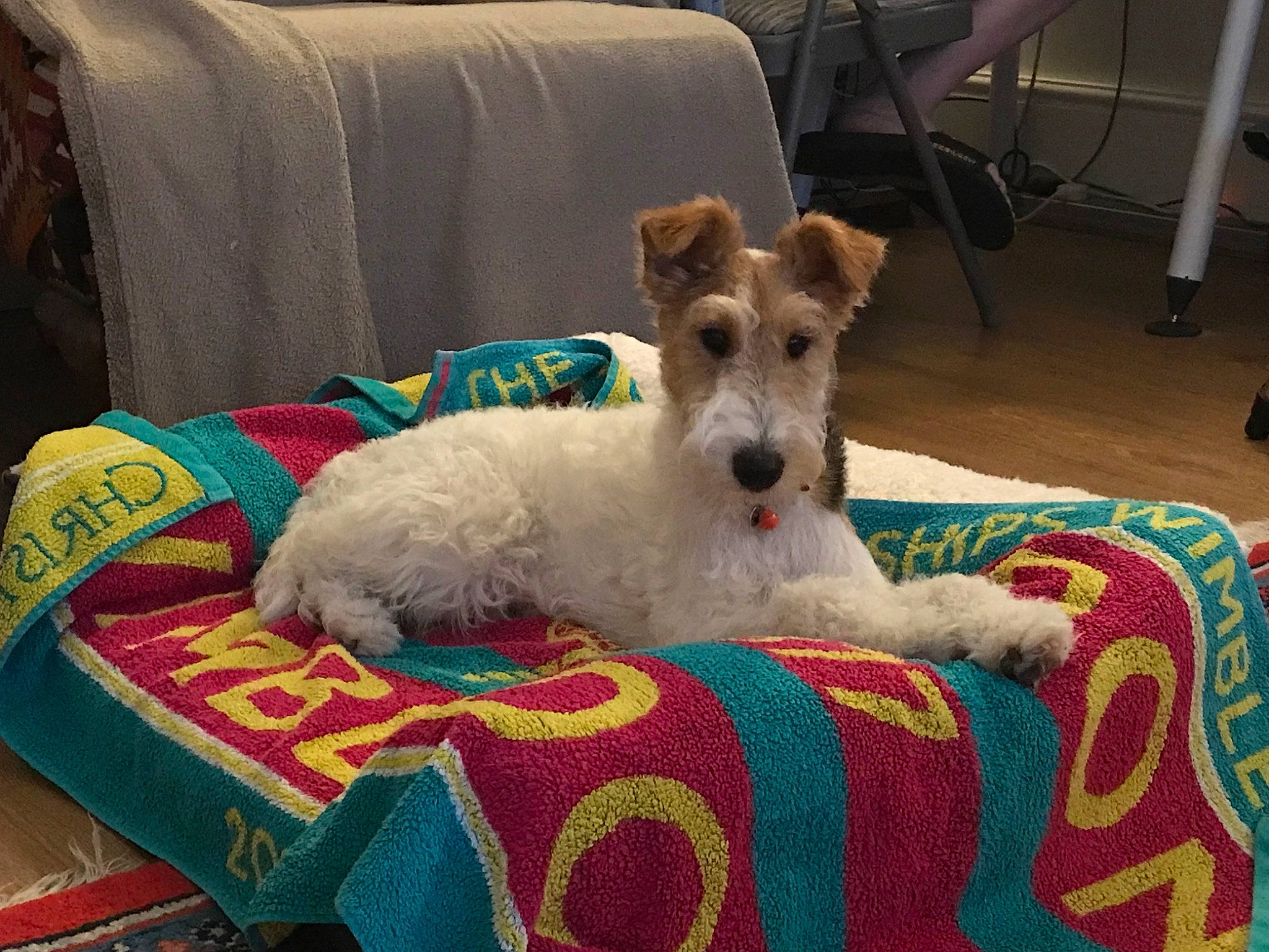 Daisy Belle is registered to the contest to win money with this photo: canidae, carnivore, chair, collar, comfort, companion_dog, dog, dog_breed, dog_collar, dog_supply, fawn, flooring, furniture, lakeland_terrier, pet_supply, small_terrier, snout, terrier, wire_hair_fox_terrier, working_animal