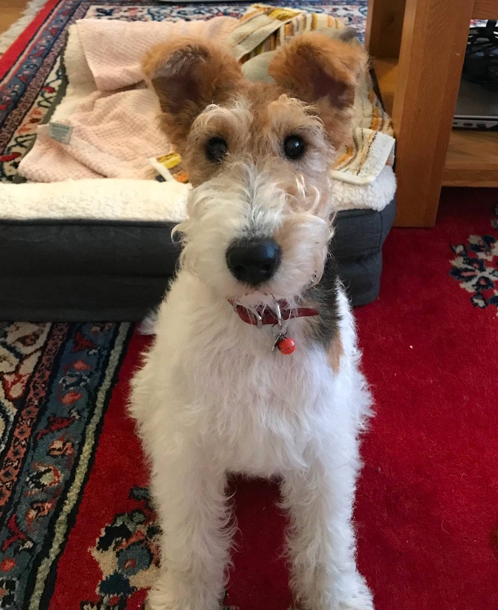 Daisy Belle is registered to the contest to win money with this photo: canidae, carnivore, collar, companion_dog, dog, dog_breed, dog_collar, flooring, fur, non_sporting_group, snout, sporting_group, terrier, wire_hair_fox_terrier, wood, working_animal