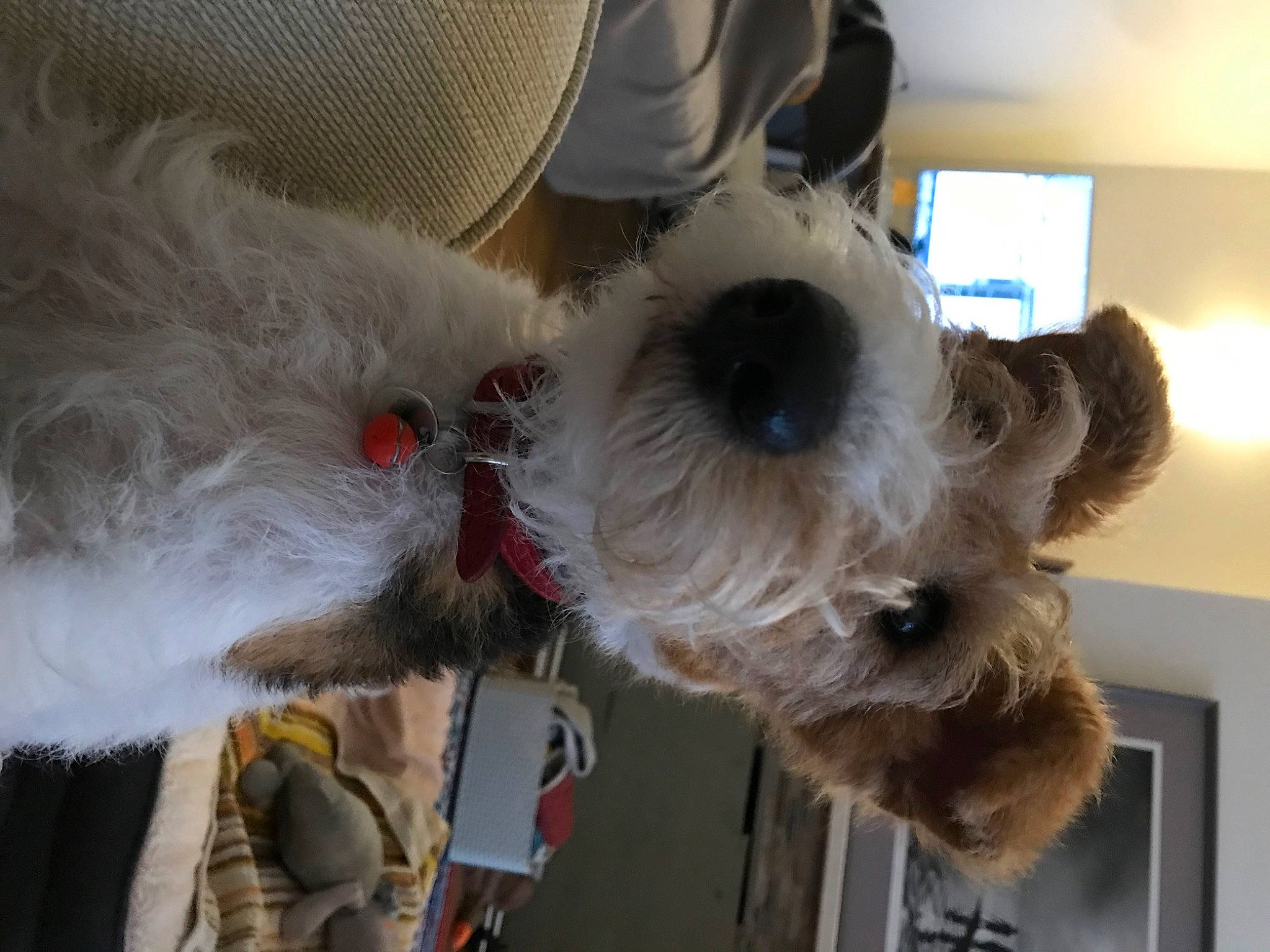 Daisy Belle is registered to the contest to win money with this photo: bow_tie, canidae, carnivore, collar, companion_dog, dog, dog_breed, dog_supply, eyewear, fashion_accessory, fawn, fur, small_terrier, snout, sporting_group, stuffed_toy, sunglasses, terrier, toy_dog, working_animal