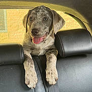 Marlo joined the competition — help win amazing prizes! animal, backseat, car_interior, cute, dog, domestic_animal, happy, headrest, leather_seat, mammal, pet, playful, puppy, seatbelt, spotted_fur, sunlight, tongue_out, transportation, window, young_dog