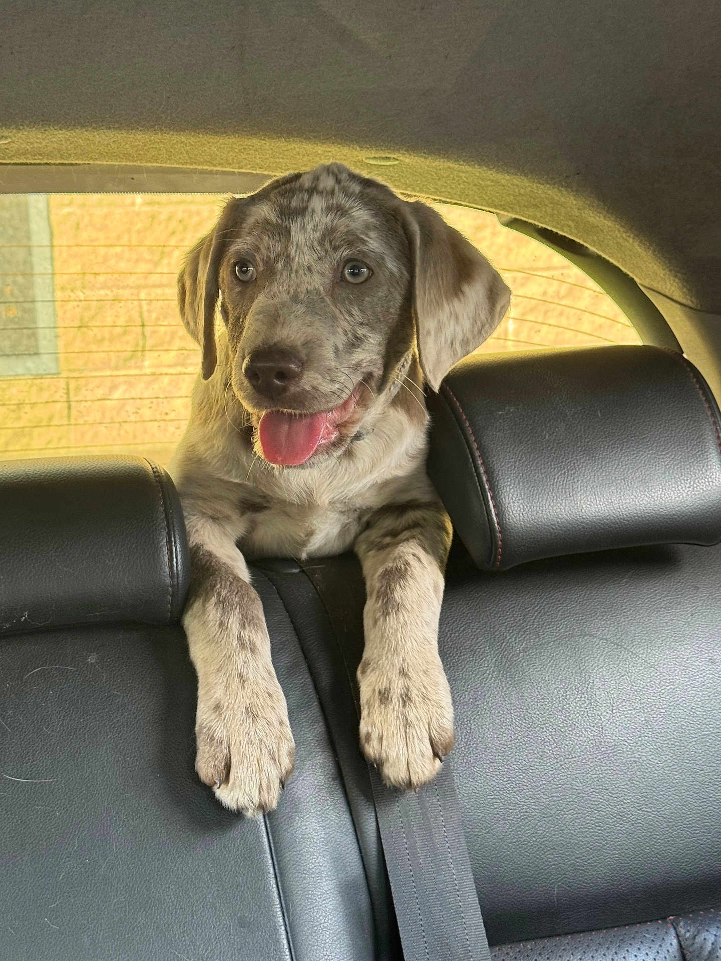 Marlo joined the competition — help win amazing prizes! animal, backseat, car_interior, cute, dog, domestic_animal, happy, headrest, leather_seat, mammal, pet, playful, puppy, seatbelt, spotted_fur, sunlight, tongue_out, transportation, window, young_dog