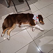 Enya a rejoint le concours — aidez-le/la à gagner de superbes lots ! dog, sleeping, bandana, brown_fur, white_paws, tile_floor, indoor, pet, relaxing, quiet, canine, resting, fur, household, domestic_animal, companion, animal, laying_down, calm, peaceful