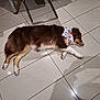 dog, sleeping, bandana, brown_fur, white_paws, tile_floor, indoor, pet, relaxing, quiet, canine, resting, fur, household, domestic_animal, companion, animal, laying_down, calm, peaceful