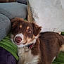 Enya a rejoint le concours — aidez-le/la à gagner de superbes lots ! dog, brown, white, pet, canine, collar, couch, pillow, blanket, indoor, fur, relaxed, cute, animal, companion, home, laying, resting, domestic, friendly