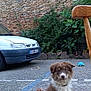 Enya a rejoint le concours — aidez-le/la à gagner de superbes lots ! animal, brick_wall, brown_and_white, car, curious, daylight, dog, driveway, fence, garden, gravel, greenery, outdoor, pet, plants, puppy, sitting, toy, white_car, wooden_chair