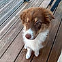 Enya participe au concours pour gagner de l'argent avec cette photo : animal, brown, canine, cute, daylight, dog, ears, eyes, fur, fur_texture, nose, outdoor, pet, puppy, sitting, waiting, whiskers, white, wooden_deck, young