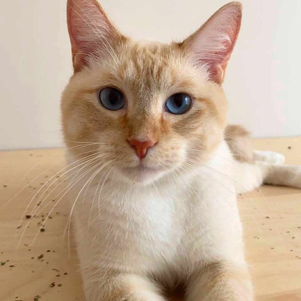 Leo joined the competition — help win amazing prizes! animal, blue_eyes, calm, cat, catnip, close_up, cream_fur, curious, cute, domestic_cat, feline, indoor, lying_down, paws, pet, portrait, relaxed, soft_fur, whiskers, wooden_surface