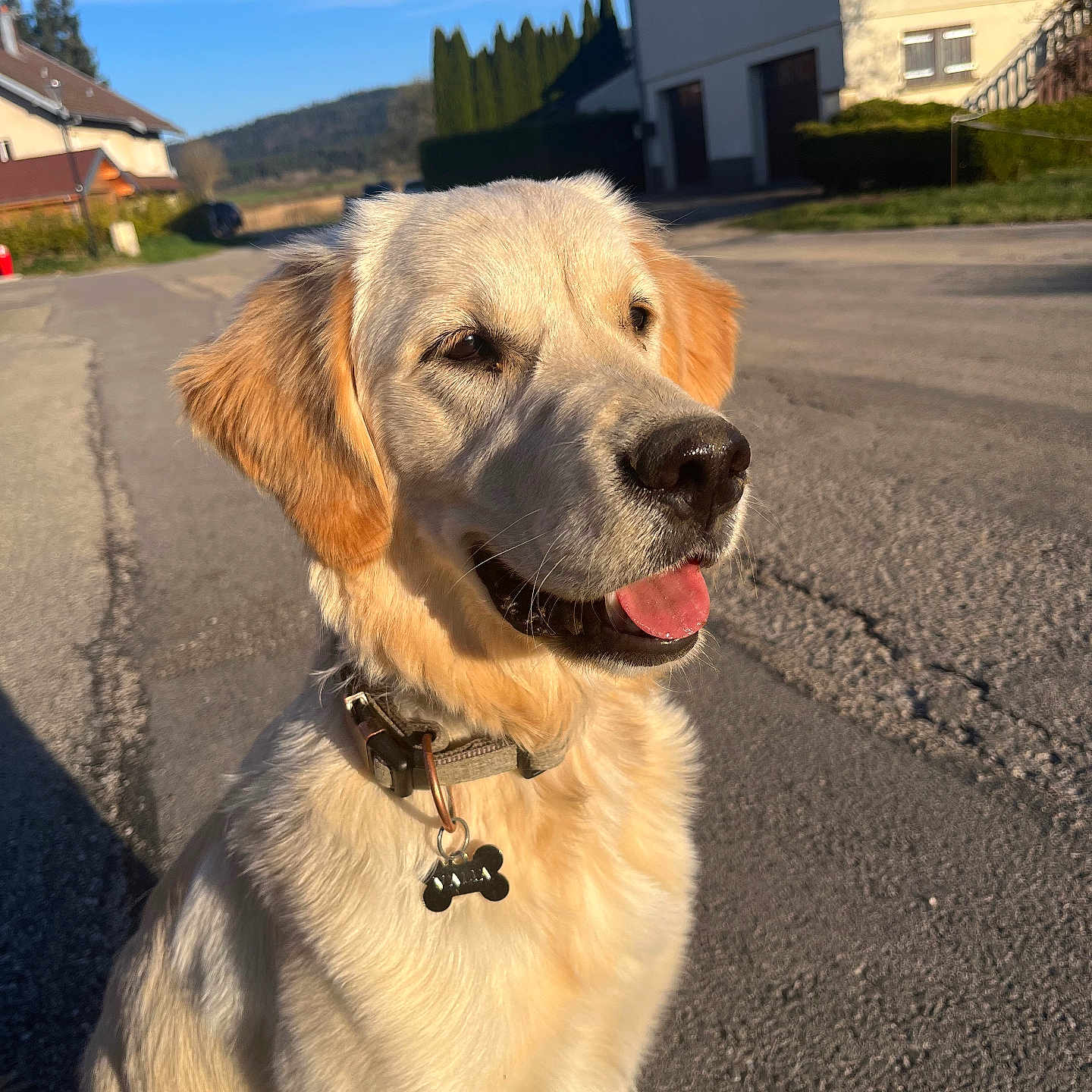 Valia participe au concours pour gagner de l'argent avec cette photo : animal, blue_sky, canine, collar, daytime, dog, domestic, fur, golden_retriever, happy, house, nature, outdoor, pet, quiet, residential_area, street, sunlight, tongue_out, tree