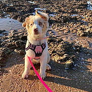 Annah a rejoint le concours — aidez-le/la à gagner de superbes lots ! puppy, dog, blue_eyes, pink_harness, pink_leash, beach, rocky, muddy, sunlight, shadow, outdoor, pet, young_dog, curious, sitting, fur, nature, coastline, animal, daylight