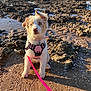 puppy, dog, blue_eyes, pink_harness, pink_leash, beach, rocky, muddy, sunlight, shadow, outdoor, pet, young_dog, curious, sitting, fur, nature, coastline, animal, daylight