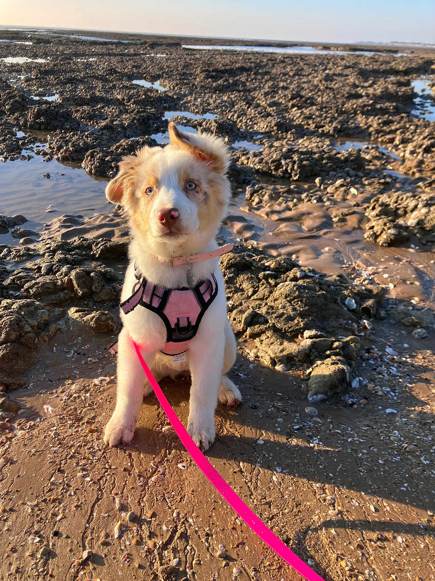 Annah a rejoint le concours — aidez-le/la à gagner de superbes lots ! puppy, dog, blue_eyes, pink_harness, pink_leash, beach, rocky, muddy, sunlight, shadow, outdoor, pet, young_dog, curious, sitting, fur, nature, coastline, animal, daylight