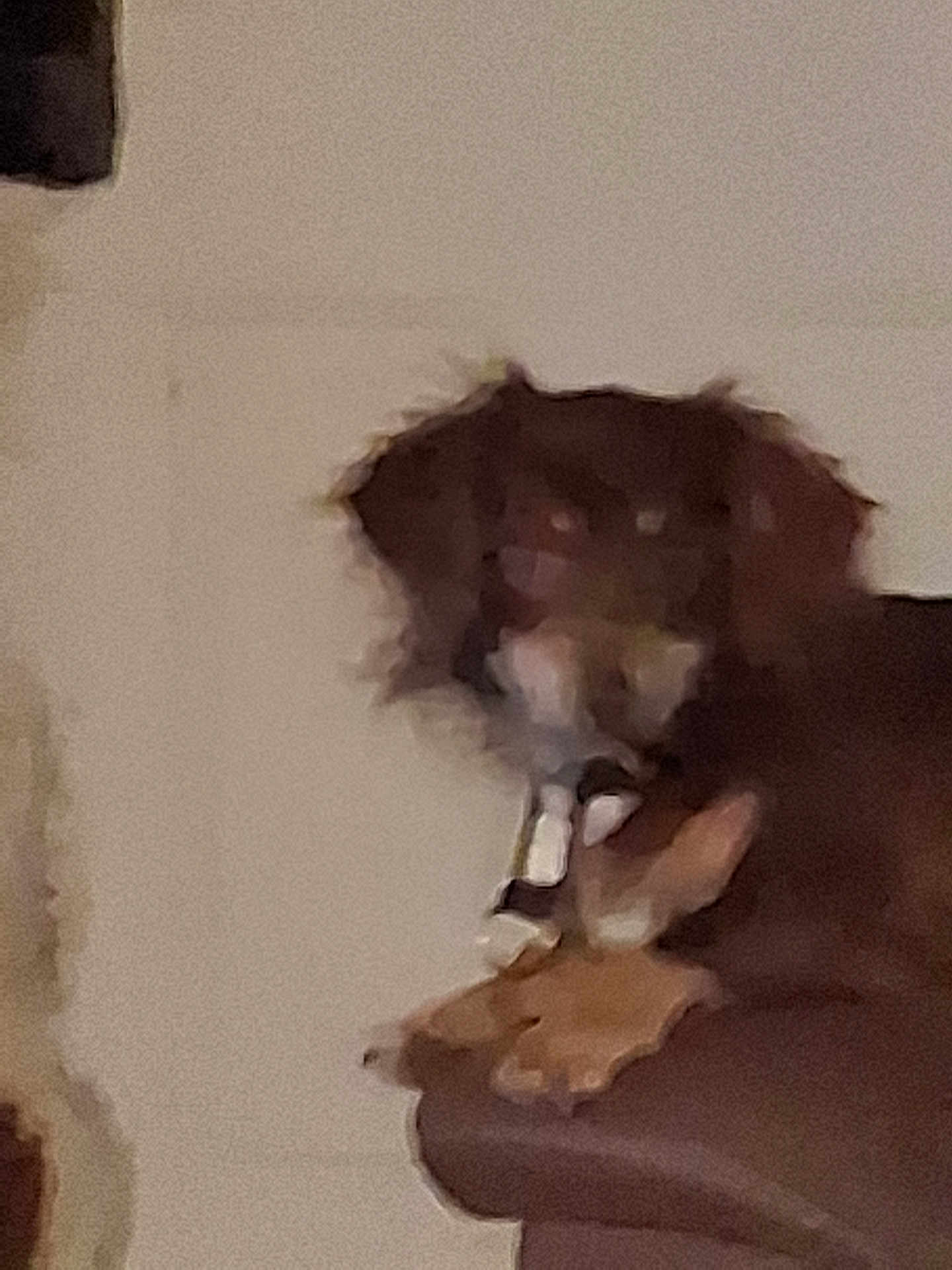 Ploto is registered to the contest to win money with this photo: dog, brown_dog, indoor, furniture, couch, pet, animal, blurry, pixelated, wall, paw, collar, domestic_animal, canine, resting, household, indoor_lighting, seated, fur, companion