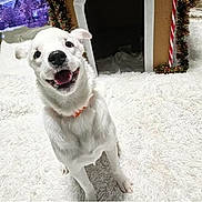 Molly is registered to the contest to win money with this photo: animal, candy_cane, collar, cute, dog, doghouse, festive, fluffy_rug, garland, happy, holiday, indoor, pet, portrait, screenshot, sitting, smiling, social_media, text_overlay, white_dog
