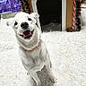 animal, candy_cane, collar, cute, dog, doghouse, festive, fluffy_rug, garland, happy, holiday, indoor, pet, portrait, screenshot, sitting, smiling, social_media, text_overlay, white_dog