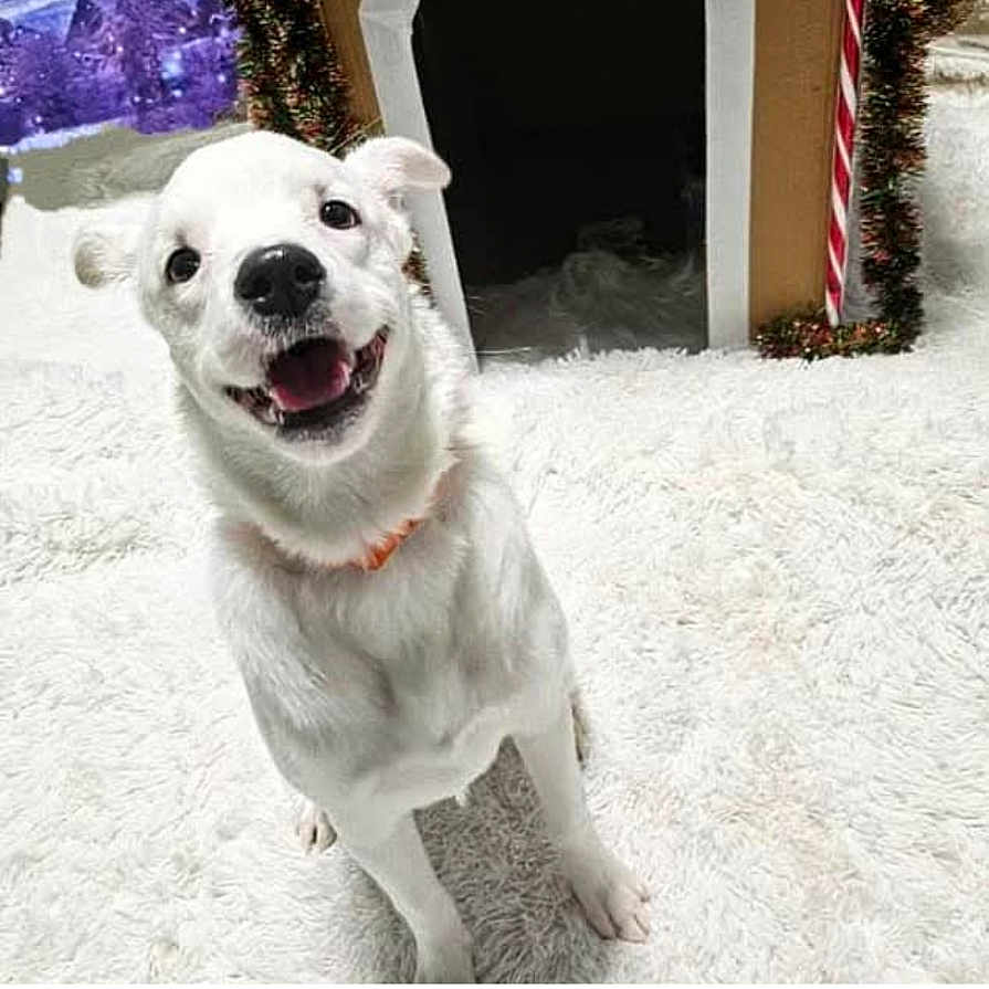 Molly