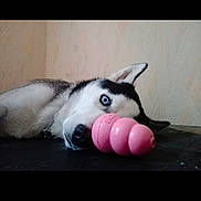 Naya participe au concours pour gagner de l'argent avec cette photo : dog, husky, blue_eye, pet_toy, pink_toy, lying_down, indoor, wall, floor, canine, resting, animal, domestic_animal, fur, closeup, head, face, nose, ear, collar