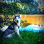 Naya a rejoint le concours — aidez-le/la à gagner de superbes lots ! dog, siberian_husky, grass, lake, water, trees, nature, outdoor, blue_eyes, sitting, canine, forest, reflection, leaves, happy, animal, pet, summer, sunlight, scenery