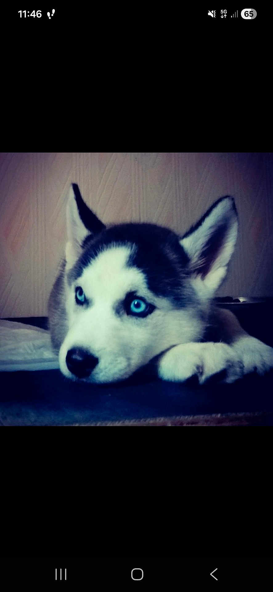 Naya participe au concours pour gagner de l'argent avec cette photo : husky, puppy, dog, blue_eyes, close_up, lying_down, pet, indoor, animal, cute, fur, portrait, expression, canine, resting, young_dog, domestic_animal, face, ears, nose