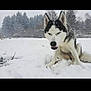 Naya participe au concours pour gagner de l'argent avec cette photo : dog, husky, snow, winter, outdoor, animal, canine, nature, trees, cold, fur, pets, sitting, landscape, snowfall, forest, cute, expression, wildlife, daylight