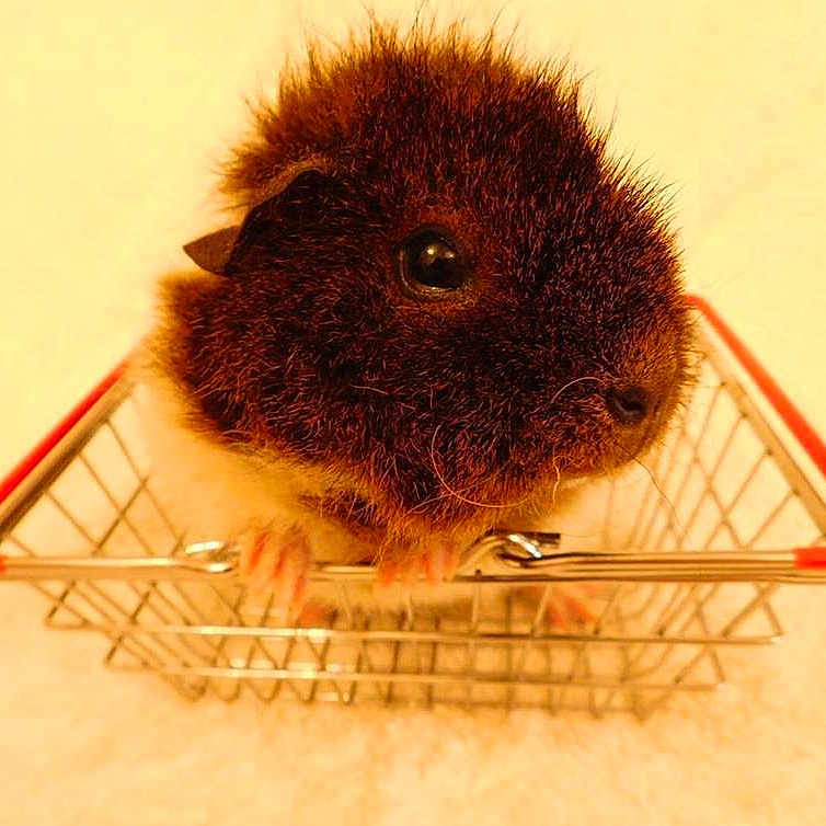 Crumpet joined the competition — help win amazing prizes!