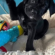 Kali joined the competition — help win amazing prizes! puppy, dog, black_dog, pet, paw, toy, plush_toy, blanket, bed, indoor, cute, animal, playful, raising_paw, fur, young_dog, face, ears, sitting, looking