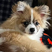 Rome is registered to the contest to win money with this photo: dog, puppy, fluffy, brown, white, ears, nose, eyes, fur, cute, pet, animal, indoor, blanket, plaid, resting, face, looking, cozy, young