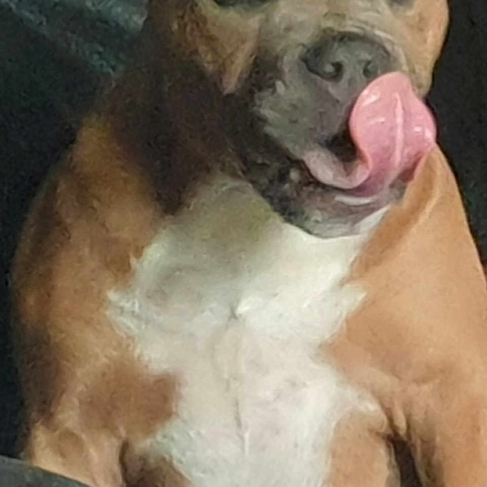Bloow participe au concours pour gagner de l'argent avec cette photo : animal, bodypart, boxer, bulldog, canine, clothing, dog, face, frenchbulldog, head, machine, mouth, pants, person, pet, photography, pitbull, puppy, snout, wheel