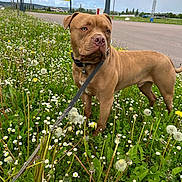 Demon a rejoint le concours — aidez-le/la à gagner de superbes lots ! dog, brown_dog, leash, grass, flowers, daisies, dandelions, outdoor, field, nature, plant, sky, cloudy_sky, road, sidewalk, collar, pet, canine, animal, summer