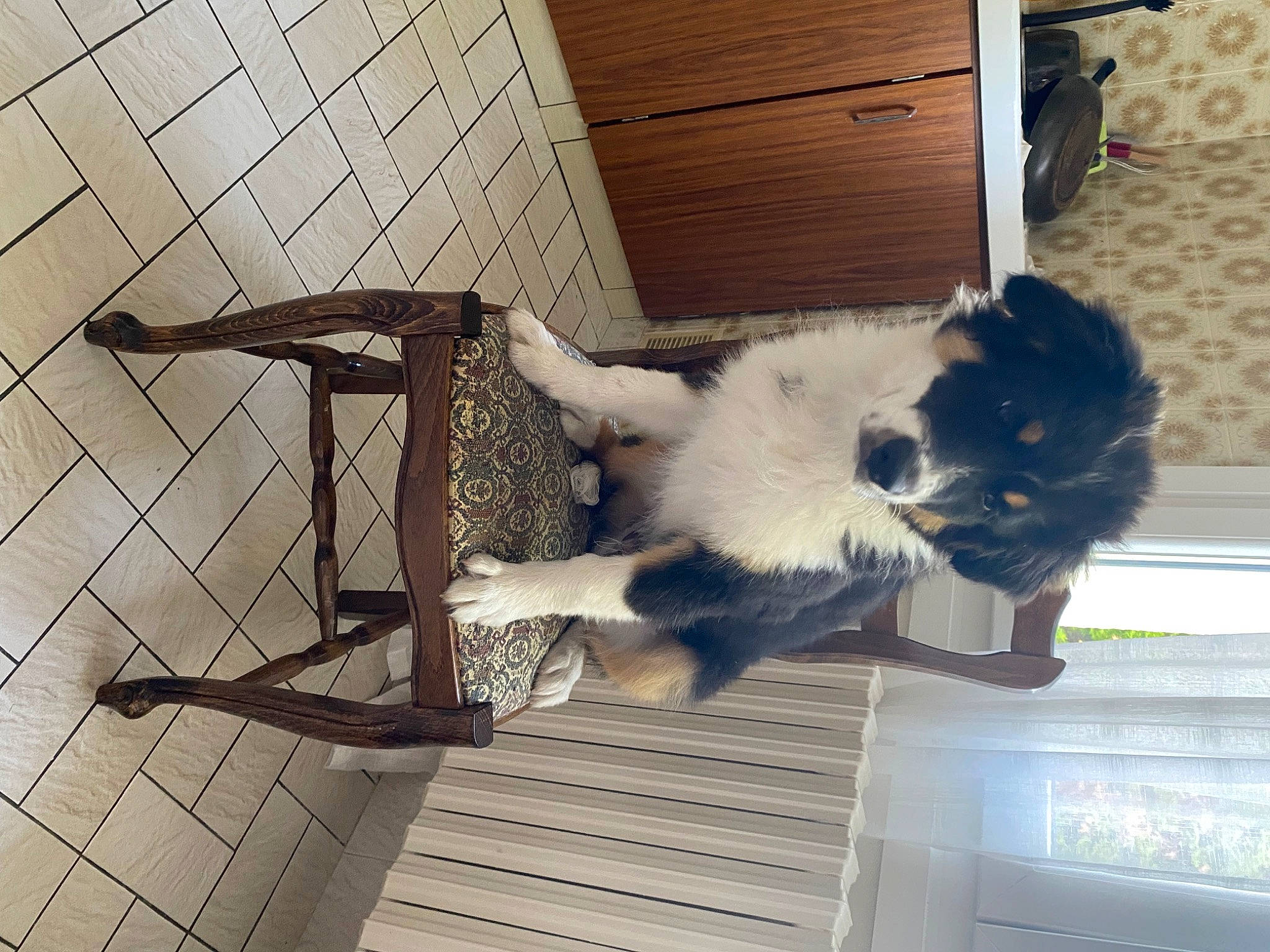 Drago participe au concours pour gagner de l'argent avec cette photo : carnivore, cat, comfort, companion_dog, dog_breed, domestic_short_haired_cat, felidae, flooring, fur, hardwood, natural_material, pet_supply, small_to_medium_sized_cats, snout, sporting_group, tail, tints_and_shades, whiskers, window, wood