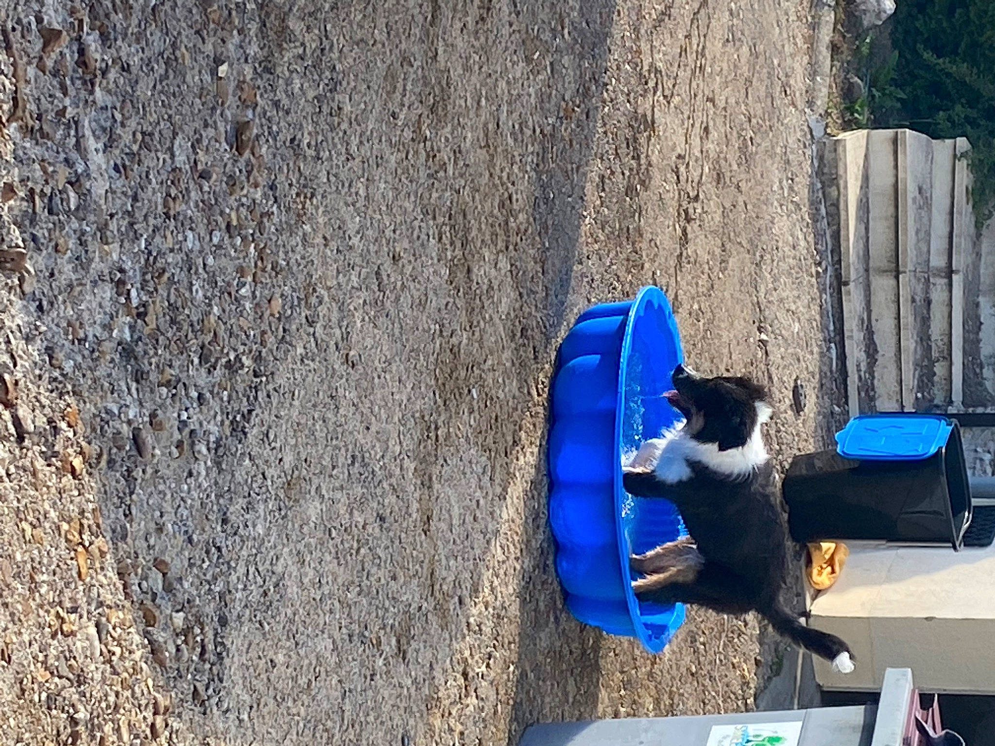 Drago a rejoint le concours — aidez-le/la à gagner de superbes lots ! asphalt, automotive_tire, carnivore, cat, concrete, electric_blue, felidae, grass, leisure, pet_supply, plant, recreation, road_surface, shadow, small_to_medium_sized_cats, soil, tree, trunk, winter, wood