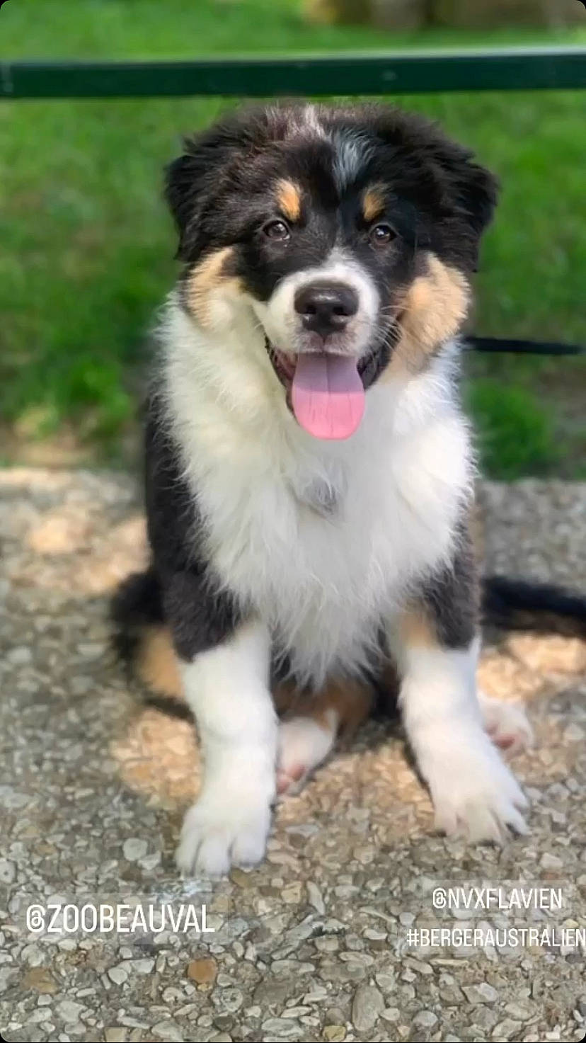 Drago participe au concours pour gagner de l'argent avec cette photo : ancient_dog_breeds, australian_collie, border_collie, canidae, carnivore, companion_dog, dog, dog_breed, grass, herding_dog, snout, sporting_group, terrestrial_animal, working_animal, working_dog