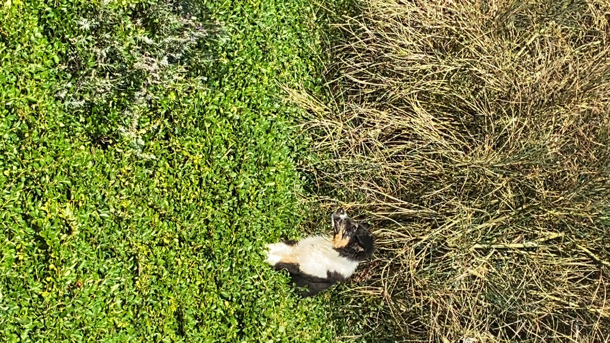 Drago a rejoint le concours — aidez-le/la à gagner de superbes lots ! canidae, carnivore, felidae, grass, grassland, groundcover, herbaceous_plant, pasture, people_in_nature, plant, plant_community, shrub, soil, sporting_group, subshrub, tail, terrestrial_animal, terrestrial_plant, tree, wildlife