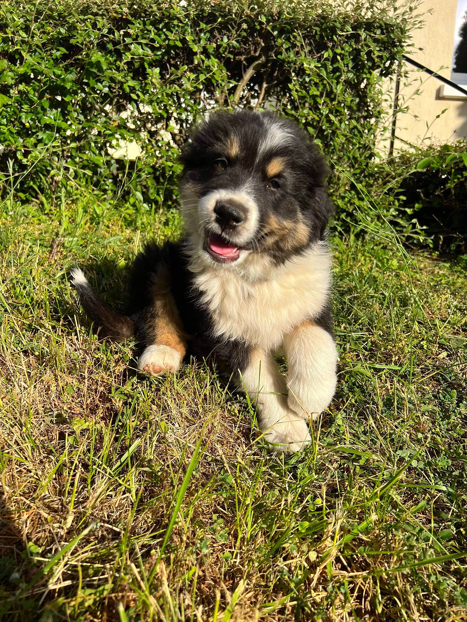 Drago a rejoint le concours — aidez-le/la à gagner de superbes lots ! australian_shepherd, ball, canidae, carnivore, companion_dog, dog, dog_breed, grass, groundcover, herding_dog, plant, puppy, snout, soil, sporting_group, terrestrial_animal, working_dog