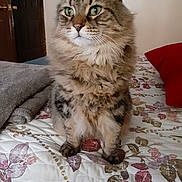 Laurie Collins joined the competition — help win amazing prizes! cat, tabby_cat, fluffy, pet, indoor, bed, bedspread, floral_pattern, pillow, blanket, fur, whiskers, cute, animal, domestic_cat, sitting, closeup, feline, cozy, portrait