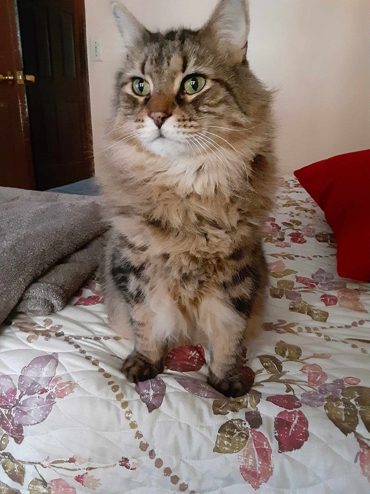 Laurie Collins joined the competition — help win amazing prizes! cat, tabby_cat, fluffy, pet, indoor, bed, bedspread, floral_pattern, pillow, blanket, fur, whiskers, cute, animal, domestic_cat, sitting, closeup, feline, cozy, portrait